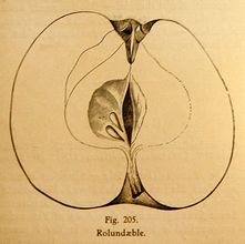 C. Matthiesens illustration af Rolund æble